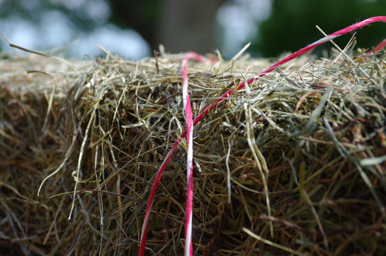 Hérault : ce savoureux foin de Crau plébiscité par les animaux 